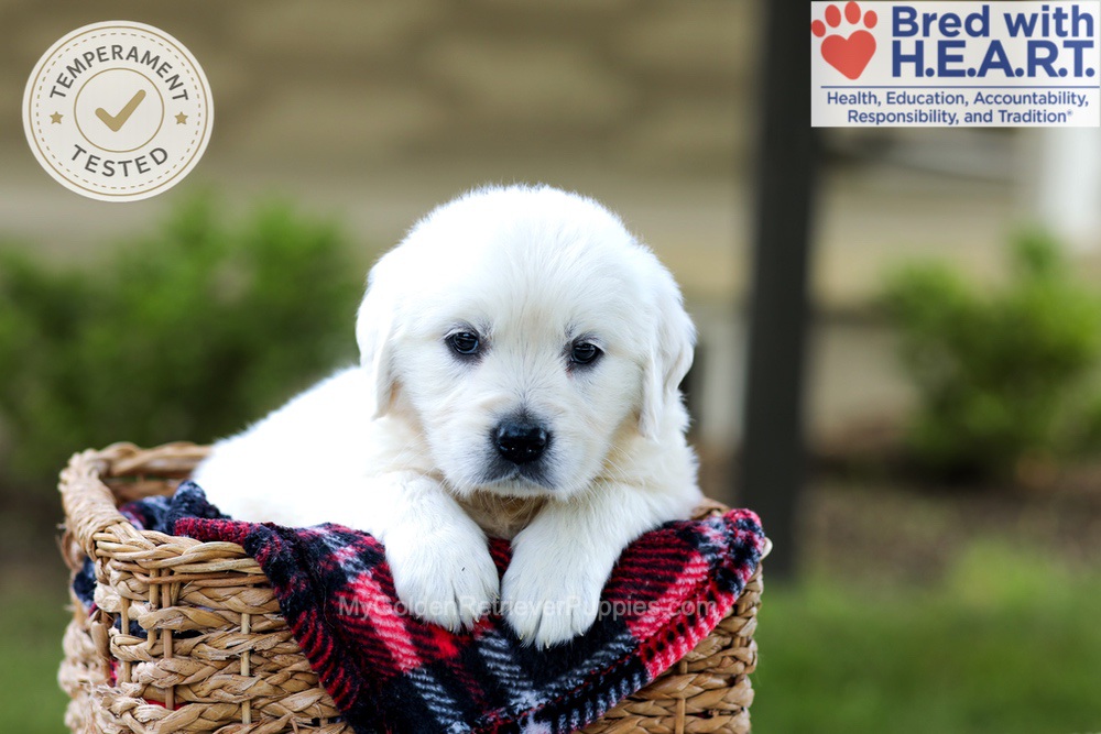 Britney Image of Britney, a Golden Retriever puppy
