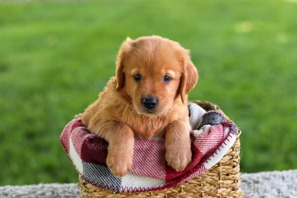 Buddy Image of Buddy, a Golden Retriever puppy