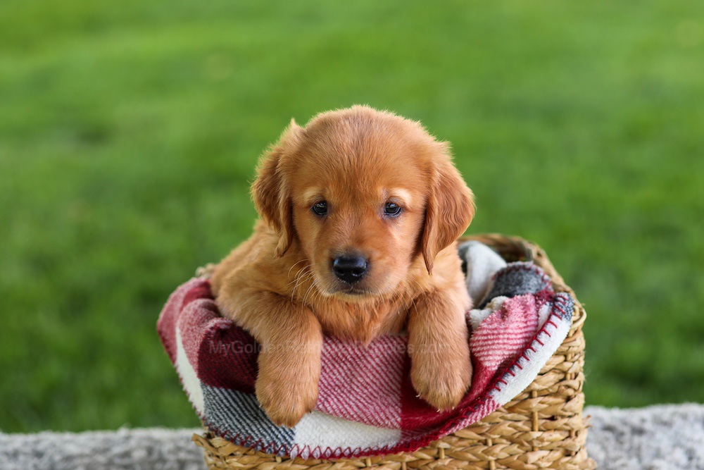 Buddy Image of Buddy, a Golden Retriever puppy