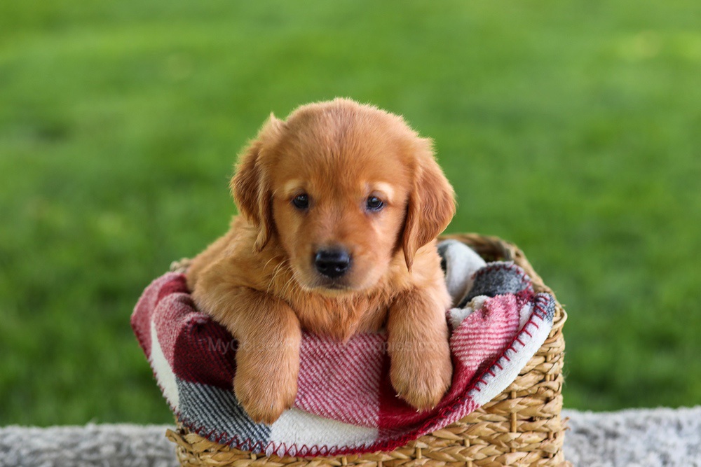 Buddy Image of Buddy, a Golden Retriever puppy