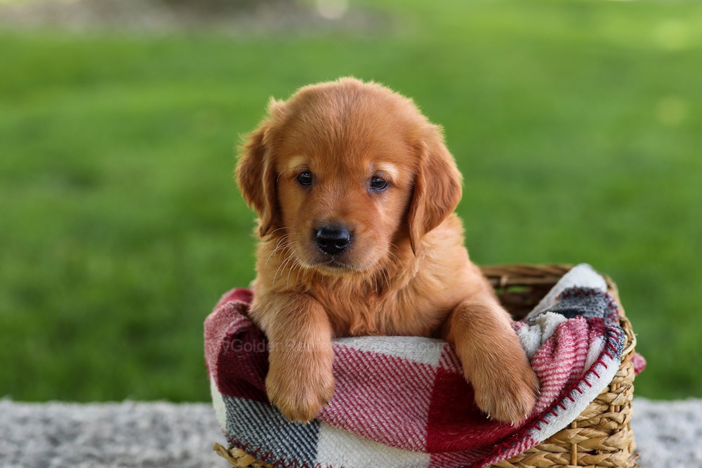Buddy Image of Buddy, a Golden Retriever puppy