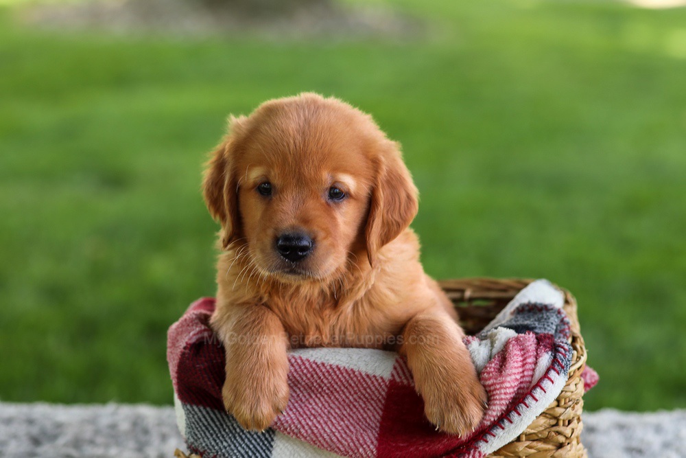 Buddy Image of Buddy, a Golden Retriever puppy