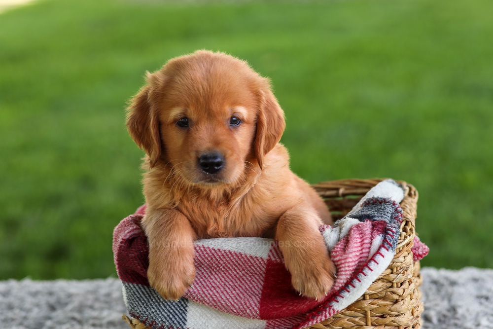 Buddy Image of Buddy, a Golden Retriever puppy