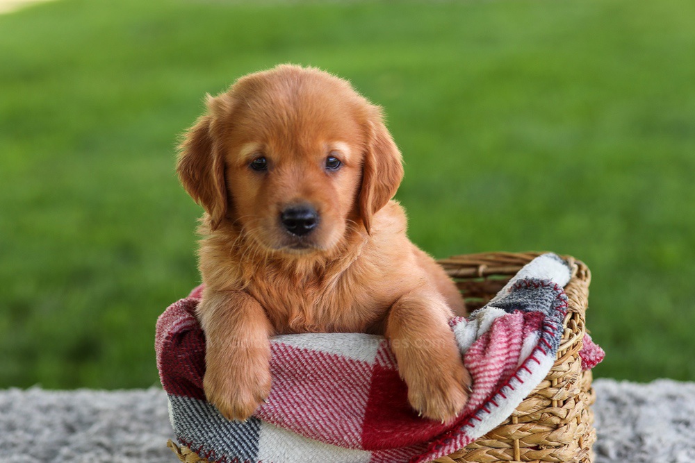 Buddy Image of Buddy, a Golden Retriever puppy