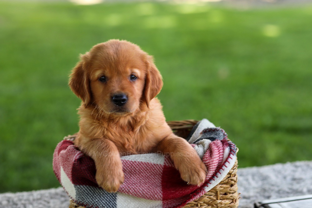 Buddy Image of Buddy, a Golden Retriever puppy
