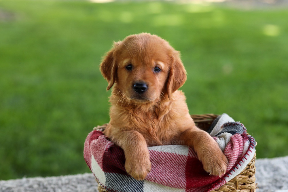 Buddy Image of Buddy, a Golden Retriever puppy