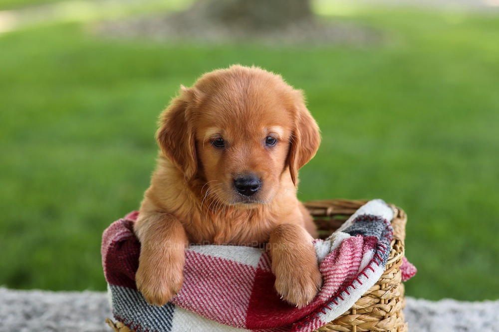 Buddy Image of Buddy, a Golden Retriever puppy
