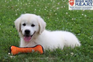 Image of Charlie, a Golden Retriever puppy
