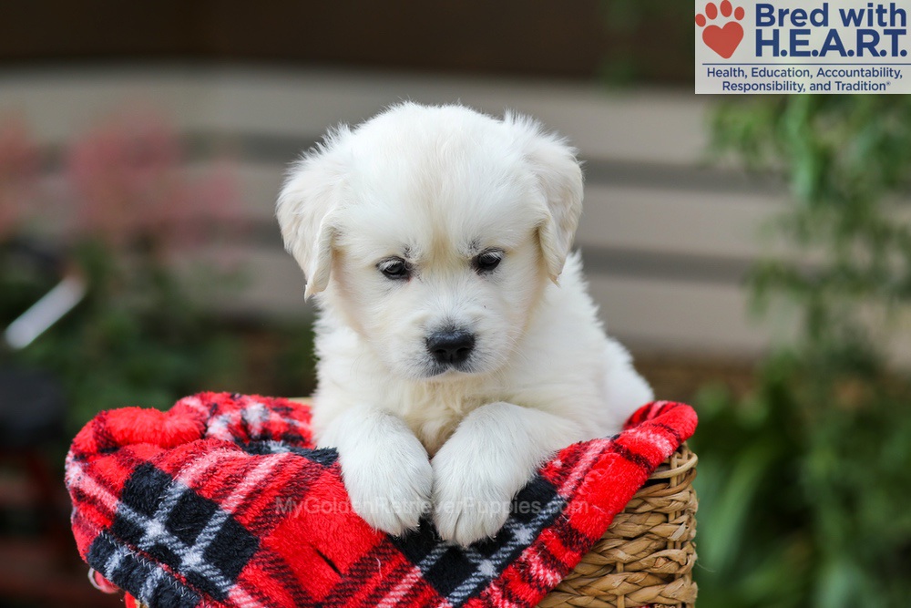 Charlie Image of Charlie, a Golden Retriever puppy