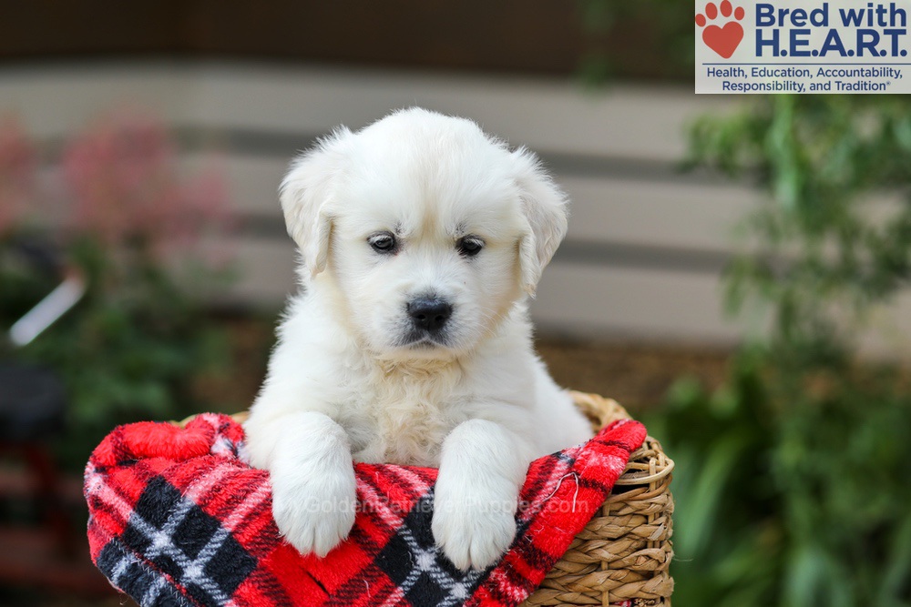Charlie Image of Charlie, a Golden Retriever puppy
