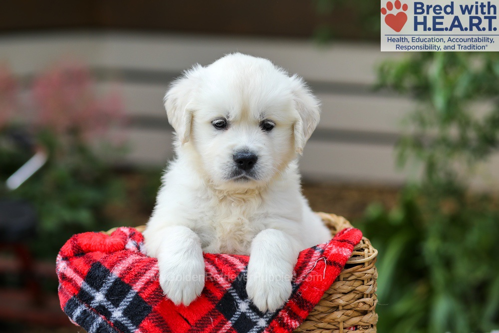 Charlie Image of Charlie, a Golden Retriever puppy