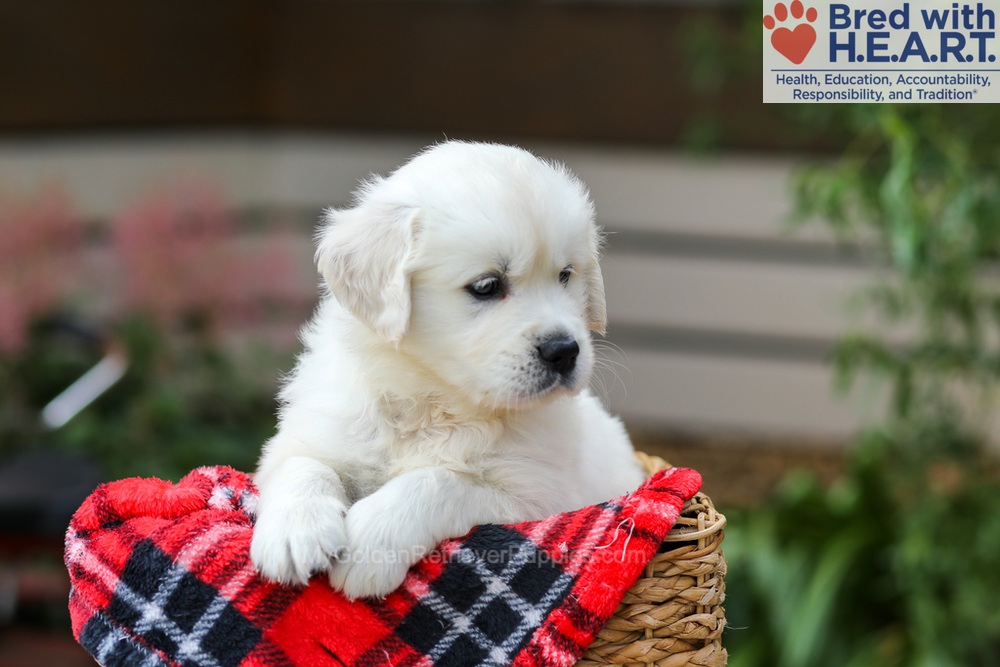 Charlie Image of Charlie, a Golden Retriever puppy