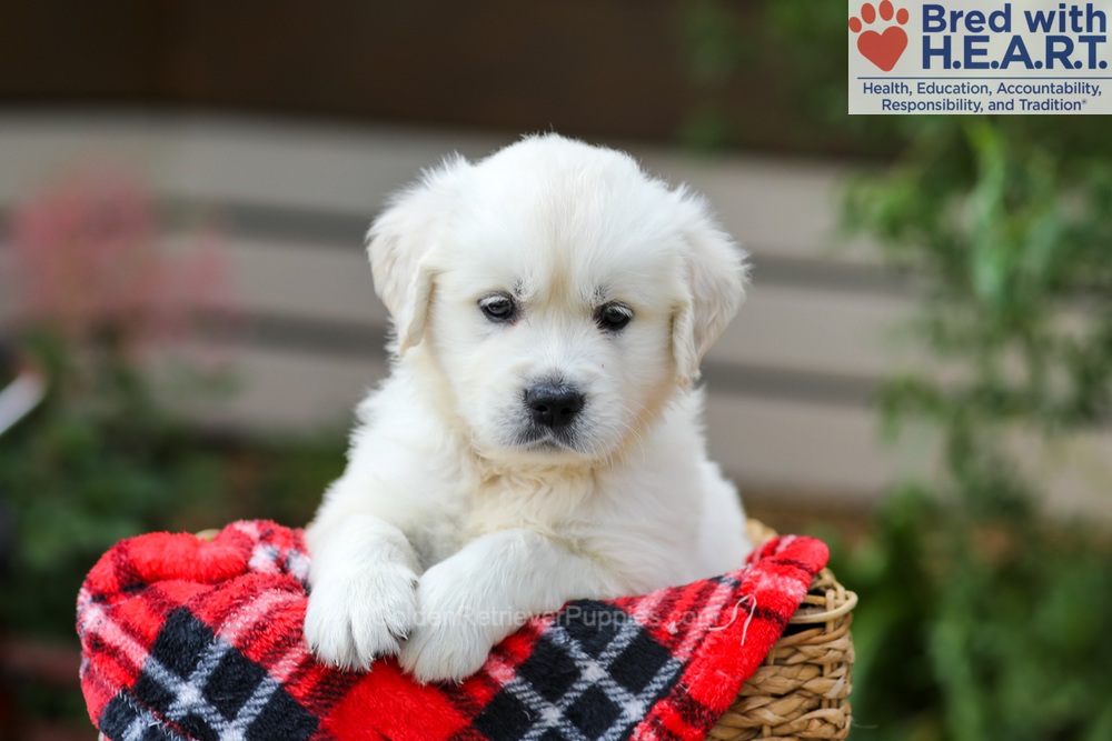 Charlie Image of Charlie, a Golden Retriever puppy
