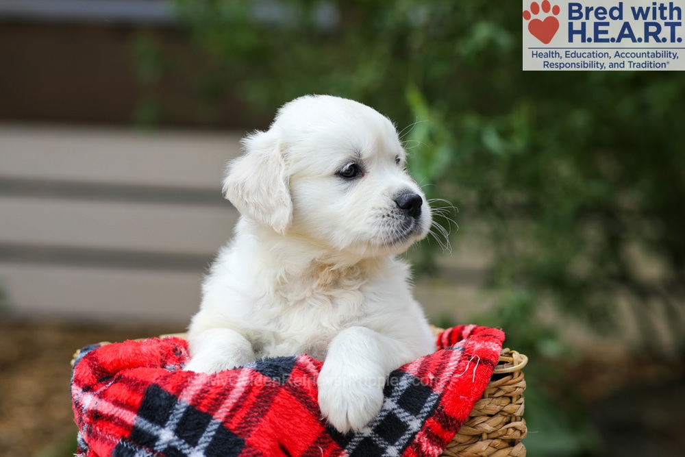 Charlie Image of Charlie, a Golden Retriever puppy