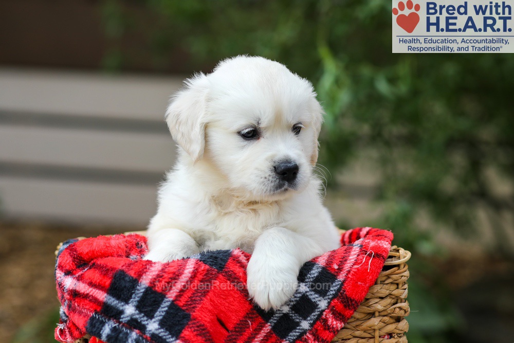 Charlie Image of Charlie, a Golden Retriever puppy