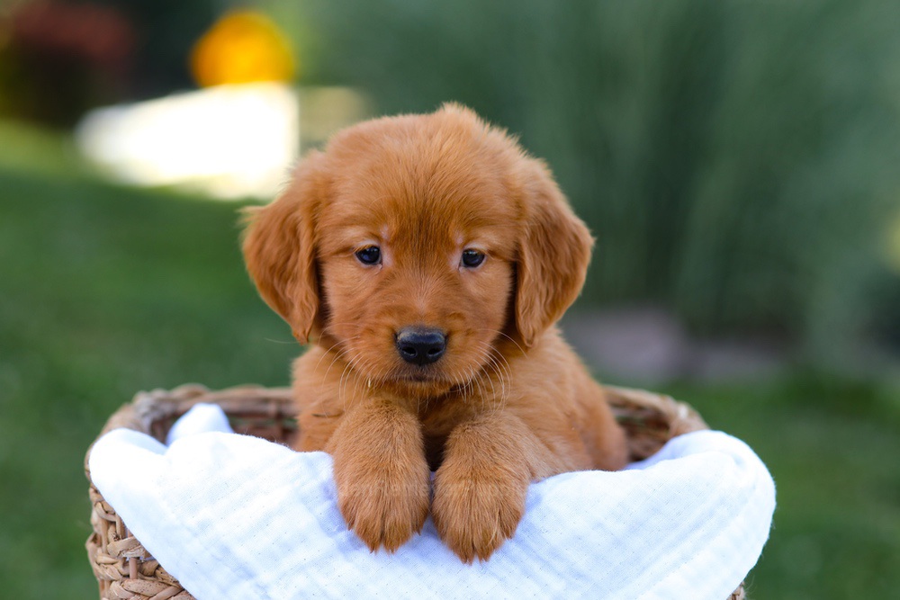 Dakota Image of Dakota, a Golden Retriever puppy
