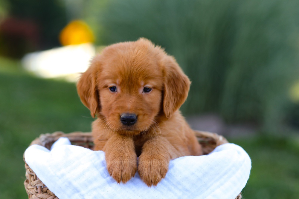 Dakota Image of Dakota, a Golden Retriever puppy