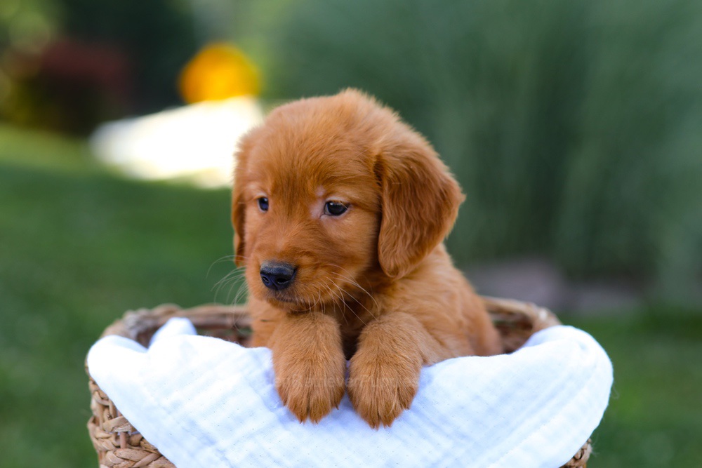 Dakota Image of Dakota, a Golden Retriever puppy