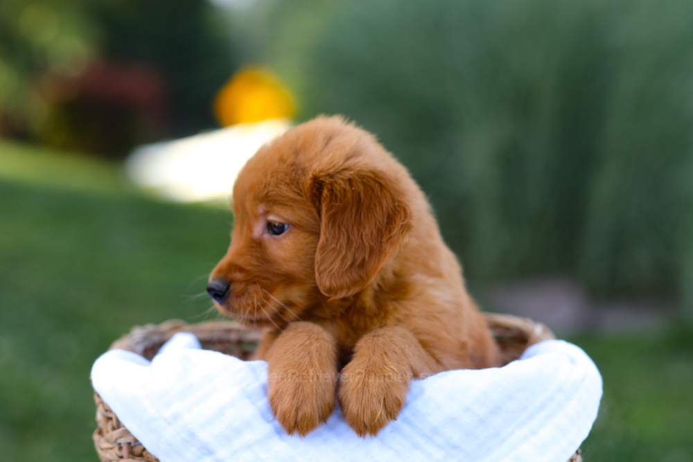 Dakota Image of Dakota, a Golden Retriever puppy