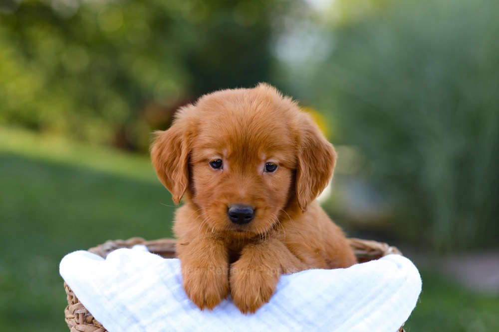 Dakota Image of Dakota, a Golden Retriever puppy