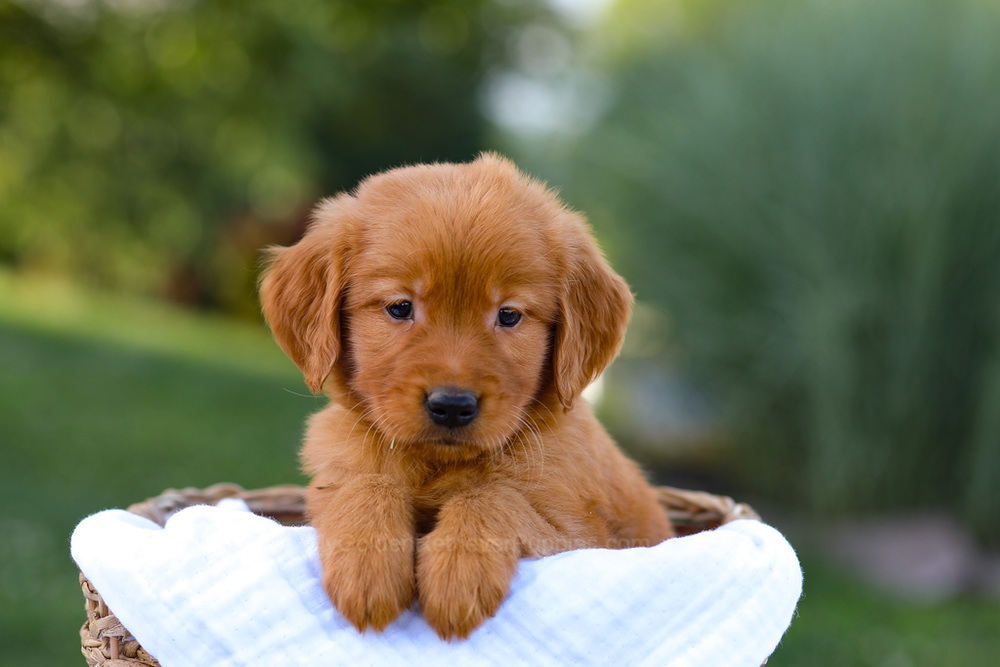 Dakota Image of Dakota, a Golden Retriever puppy