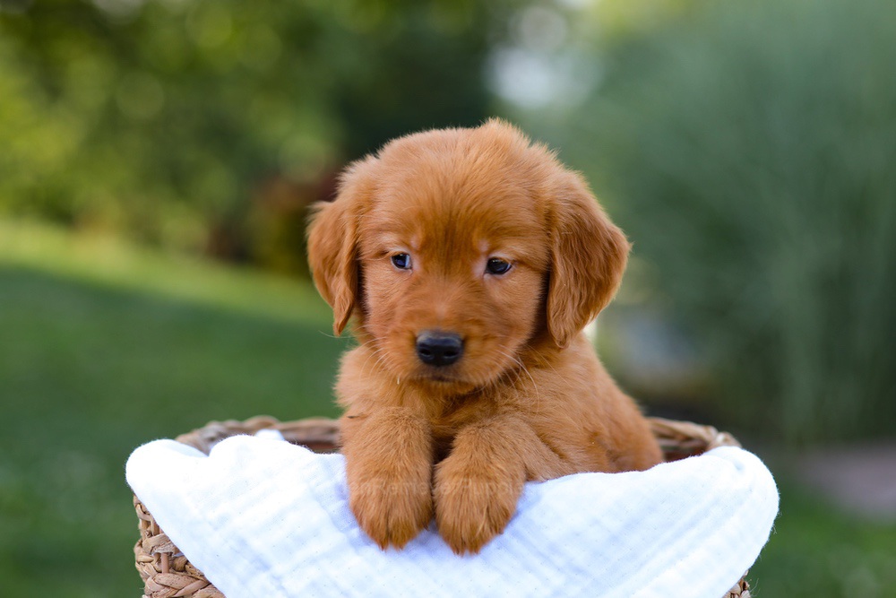 Dakota Image of Dakota, a Golden Retriever puppy