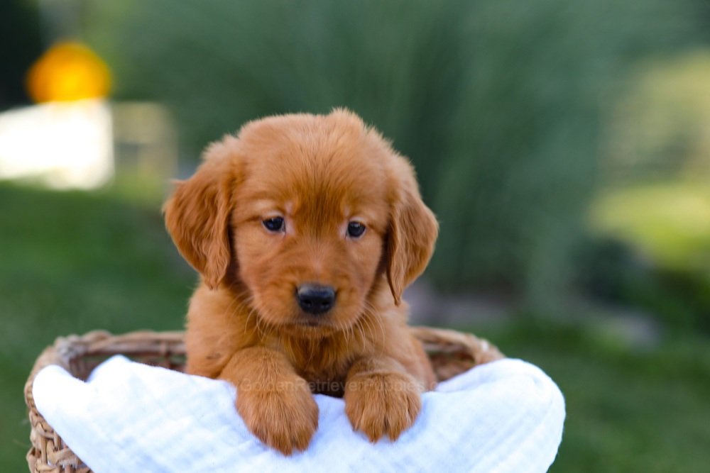 Dakota Image of Dakota, a Golden Retriever puppy