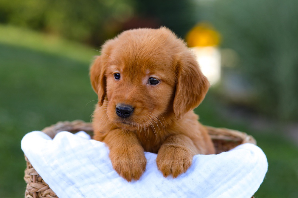 Dakota Image of Dakota, a Golden Retriever puppy