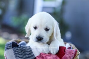 Image of Darla, a Golden Retriever puppy