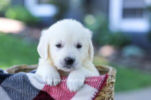 Image of Diamond, a Golden Retriever puppy