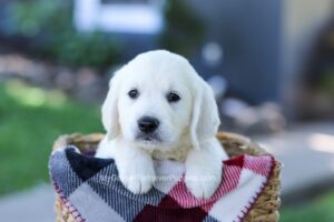 Image of Digger, a Golden Retriever puppy