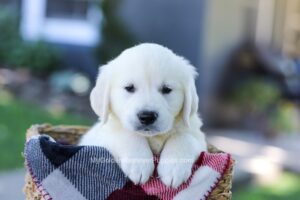 Image of Dirk, a Golden Retriever puppy