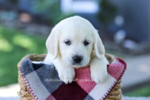 Image of Donna, a Golden Retriever puppy