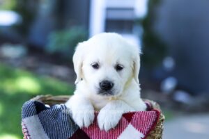 Image of Dora, a Golden Retriever puppy