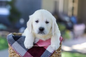 Image of Duke, a Golden Retriever puppy