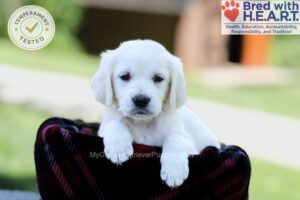 Image of Eaton, a Golden Retriever puppy