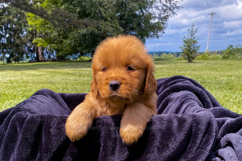 Elsa Image of Elsa, a Golden Retriever puppy