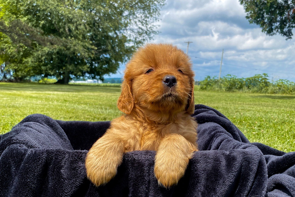 Elsa Image of Elsa, a Golden Retriever puppy