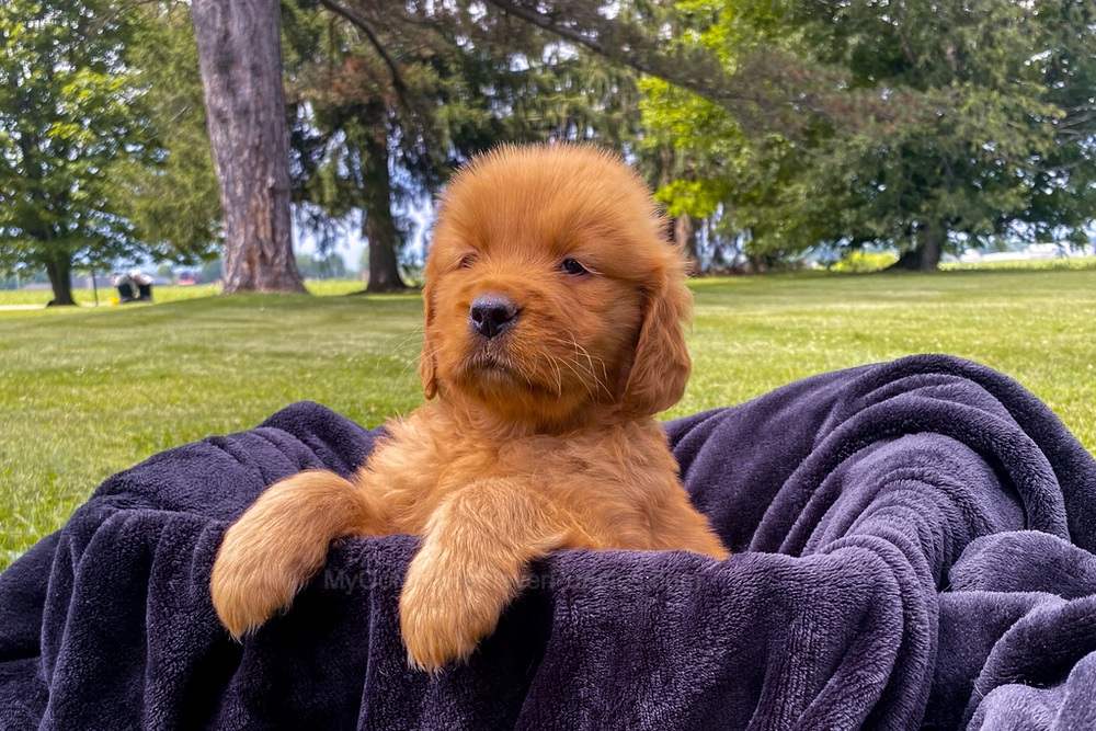 Elsa Image of Elsa, a Golden Retriever puppy