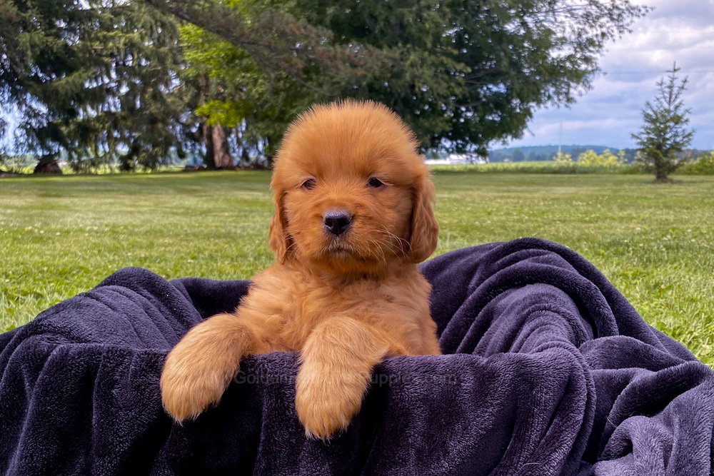 Elsa Image of Elsa, a Golden Retriever puppy