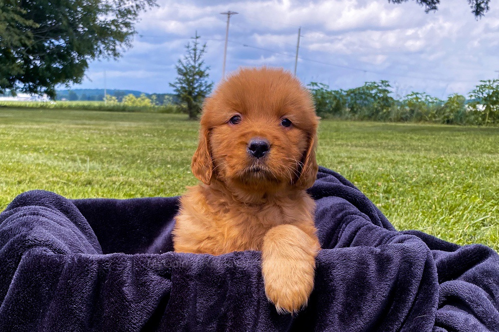 Elsa Image of Elsa, a Golden Retriever puppy
