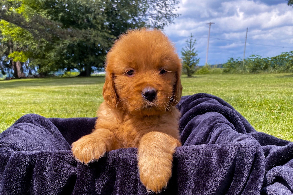 Elsa Image of Elsa, a Golden Retriever puppy