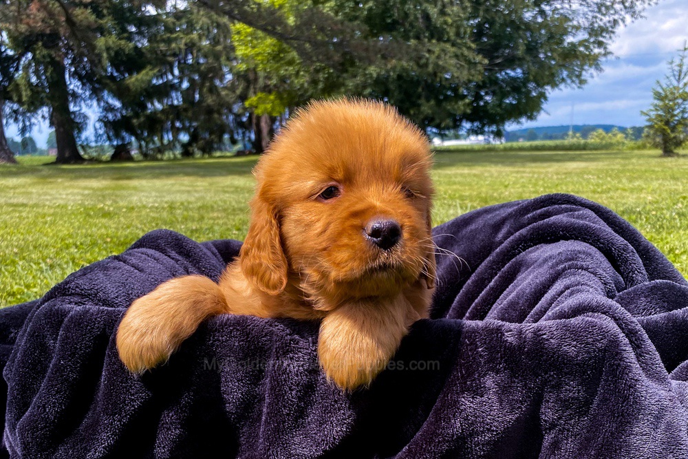Elsa Image of Elsa, a Golden Retriever puppy