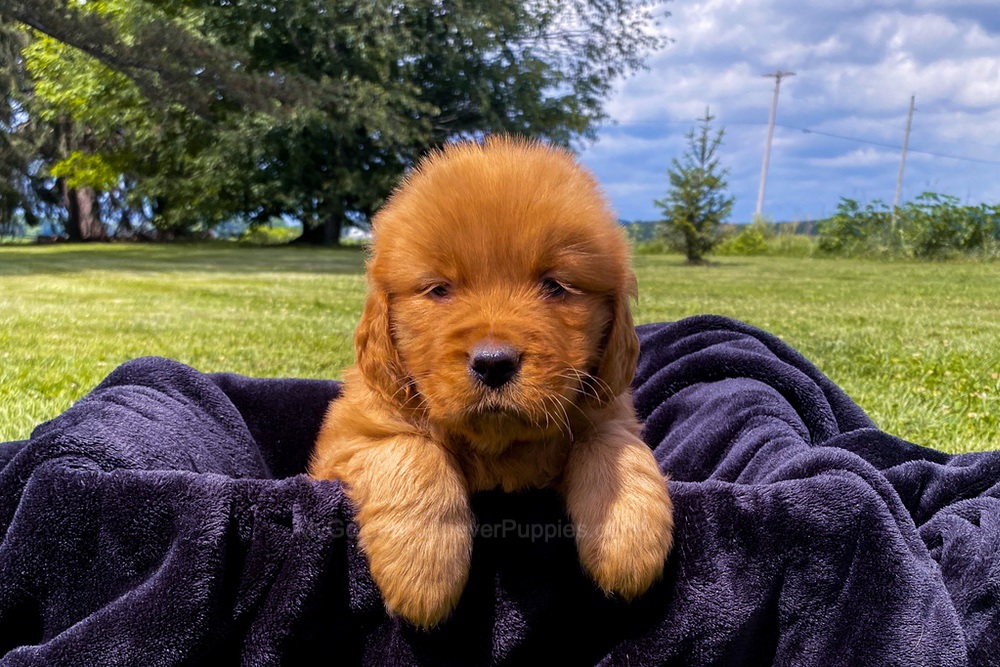 Elsa Image of Elsa, a Golden Retriever puppy