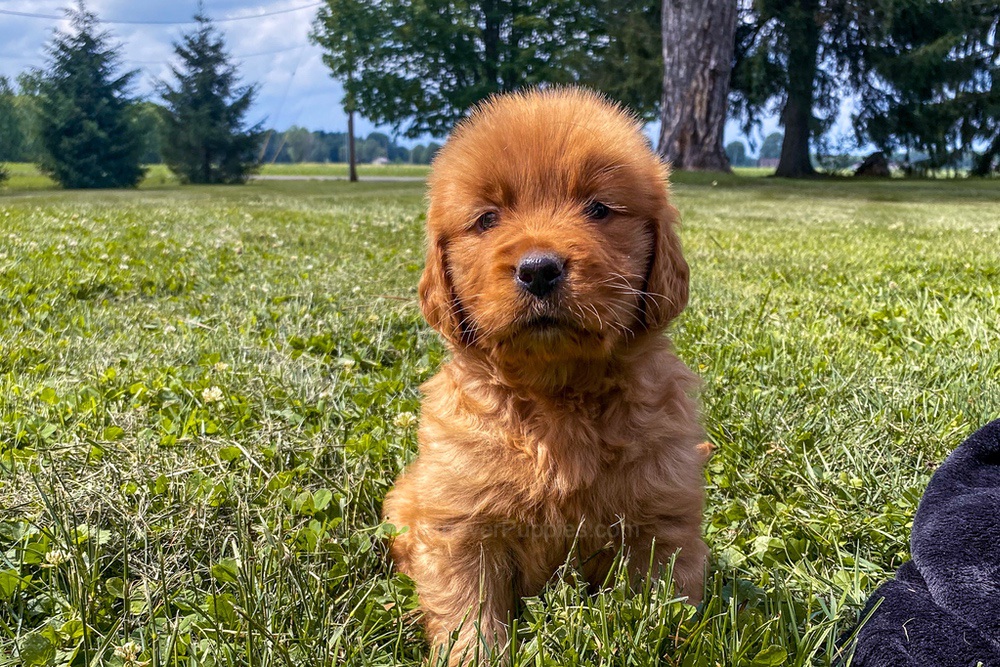 Elsa Image of Elsa, a Golden Retriever puppy