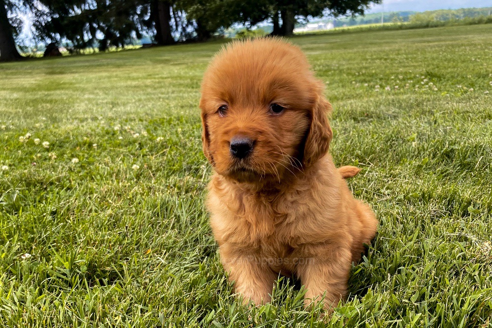 Elsa Image of Elsa, a Golden Retriever puppy