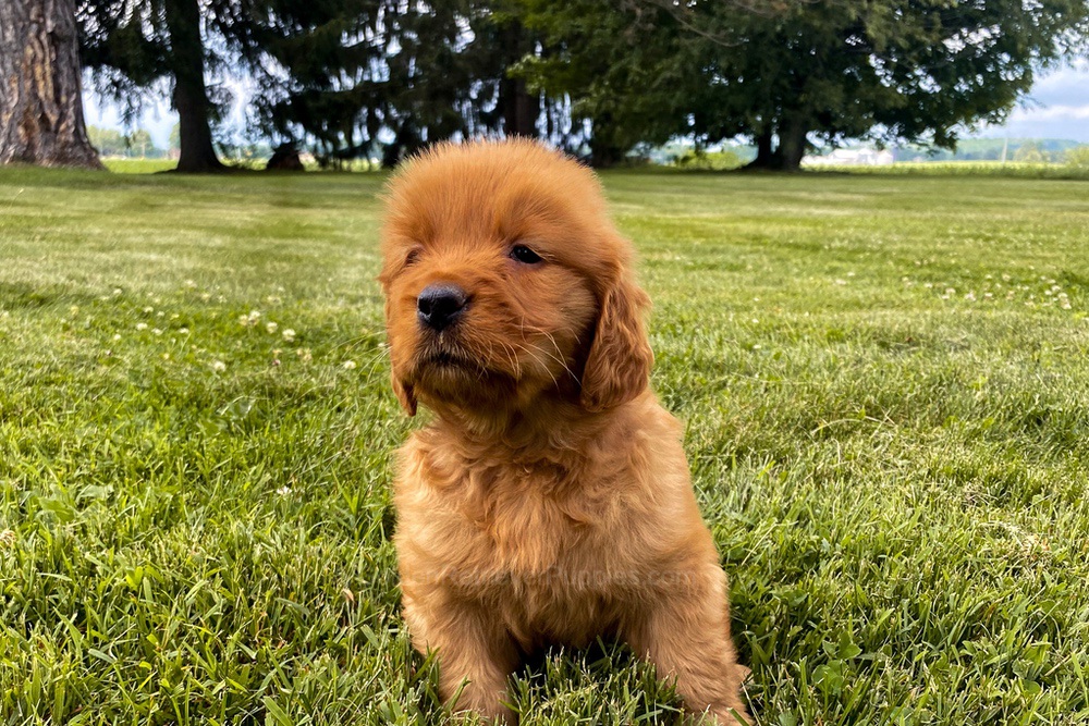 Elsa Image of Elsa, a Golden Retriever puppy