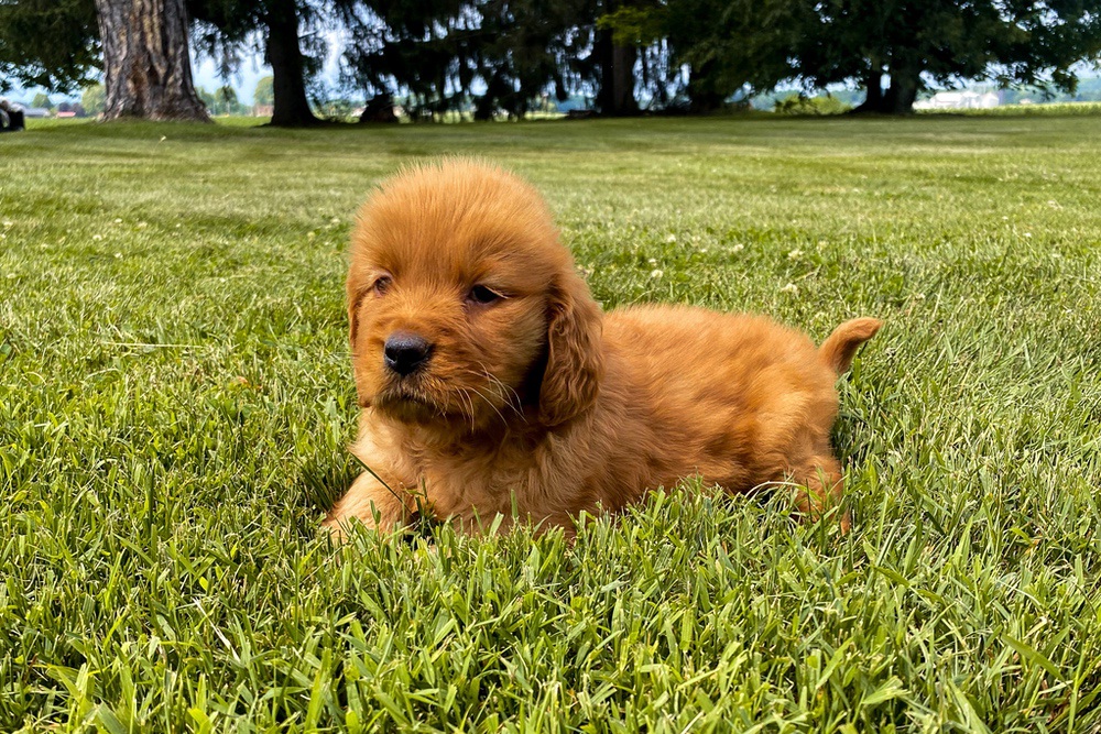 Elsa Image of Elsa, a Golden Retriever puppy