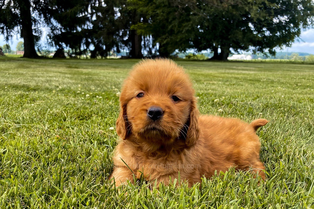 Elsa Image of Elsa, a Golden Retriever puppy