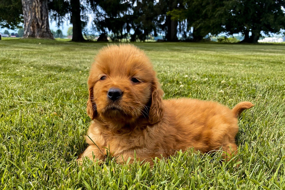 Elsa Image of Elsa, a Golden Retriever puppy